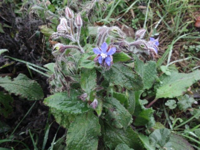 Boragine fiorita - Borago officinalis